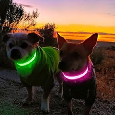 Collier lumineux pour chien | BuddyBright™