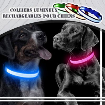 Collier lumineux pour chien | BuddyBright™